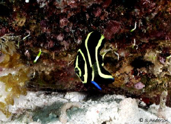 This photo of a juv. French Angelfish was taken while div... by Steven Anderson 